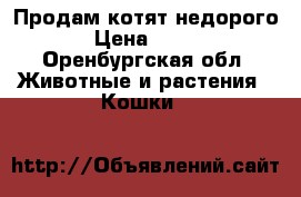 Продам котят недорого › Цена ­ 400 - Оренбургская обл. Животные и растения » Кошки   